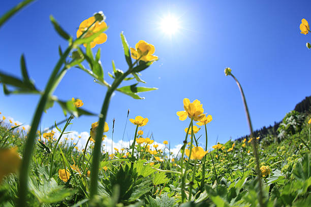 istock beautiful globeflowers and green grass under blue sky 579733938