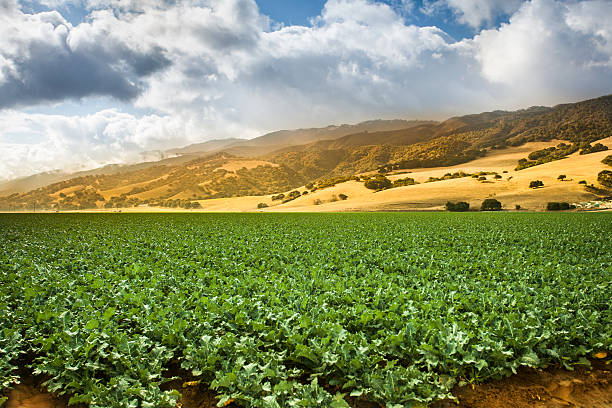 урожай grow на плодородной сельскохозяйственных земель - salinas стоковые фото и изображения