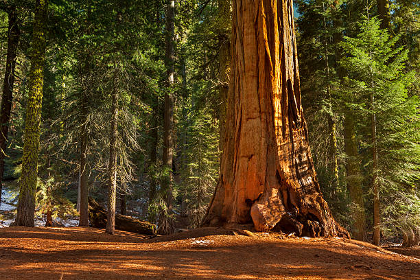 general grant grove bäumen - sequoiabaum stock-fotos und bilder