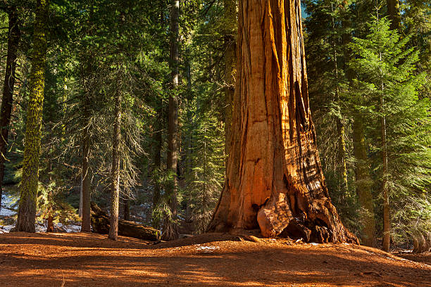 General Grant Grove trees Massive, ancient giant sequoias in groves in Kings Canyon National Park California USA sequoia tree stock pictures, royalty-free photos & images