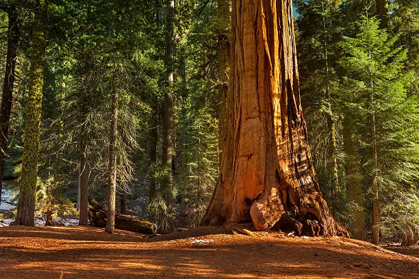 Massive, ancient giant sequoias in groves in Kings Canyon National Park California USA