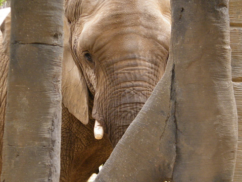 Asian Elephant with large tusks looking directly at the camera. The Asian or Asiatic elephant (Elephas maximus) has been listed as endangered as the population has declined by at least 50% over the last three generations.