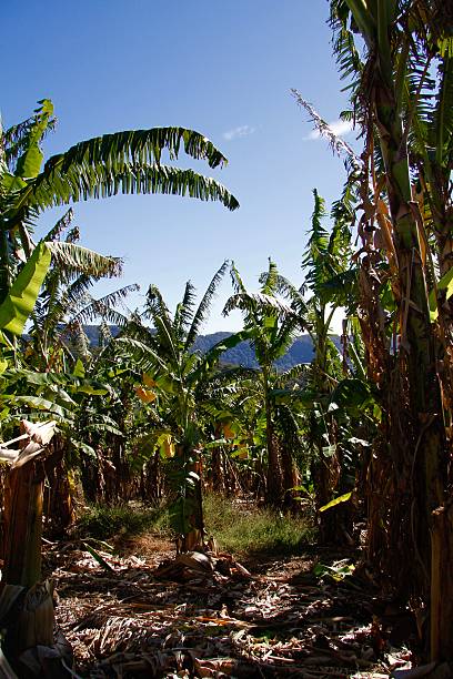 istock Banana Plantation 579736230