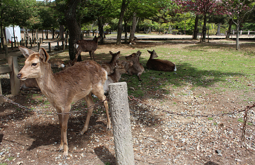 Deers in Nara Park at Nara, Japan