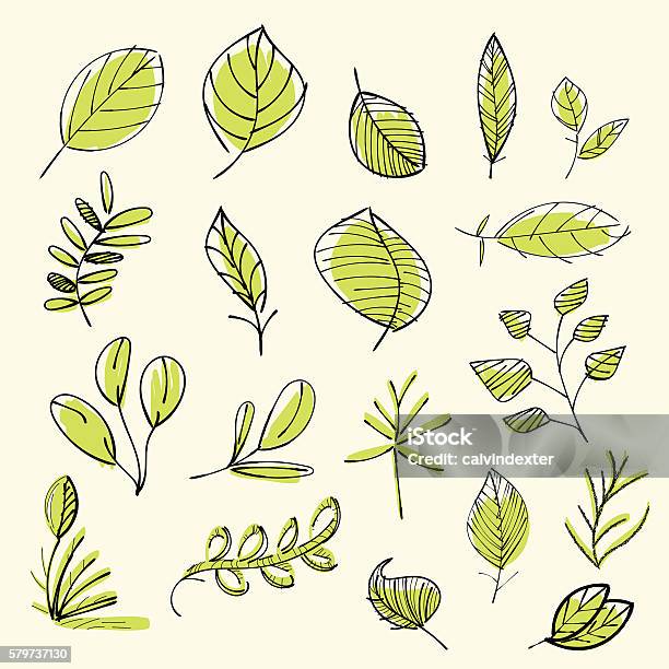 Set Of Hand Drawn Leaves Stock Illustration - Download Image Now - Leaf, Drawing - Art Product, Nature