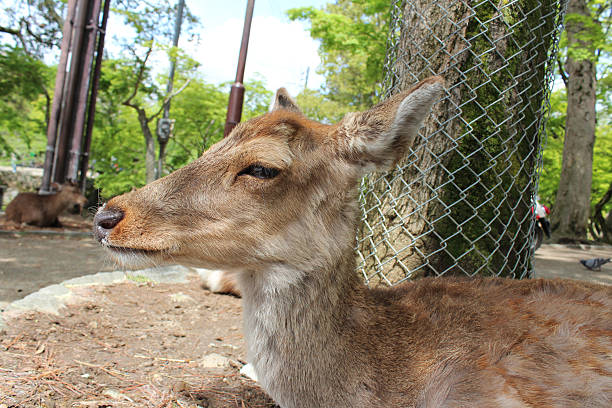 istock Deer in Nara Park at Nara, Japan 579737706