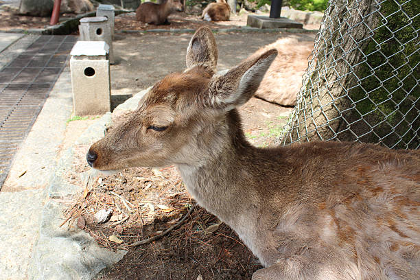 istock Deer in Nara Park at Nara, Japan 579737824