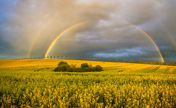 istock Rainbow over a field  after the evening rainstorm 579737912