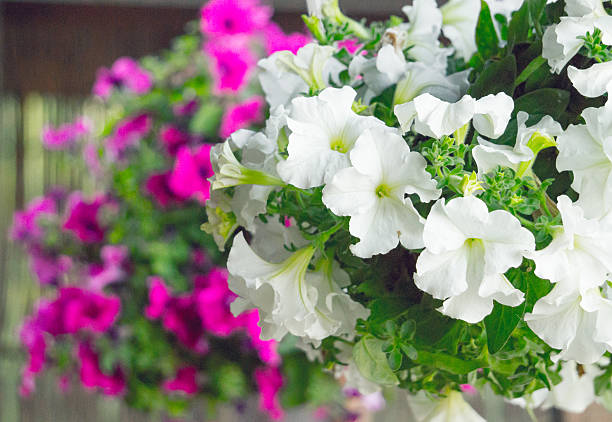 Horticulture and landscaping. Beautiful hanging pots with bright summer petunias. Garden decoration