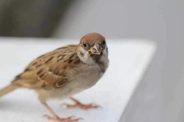 istock Passer montanus at hong kong 579738942