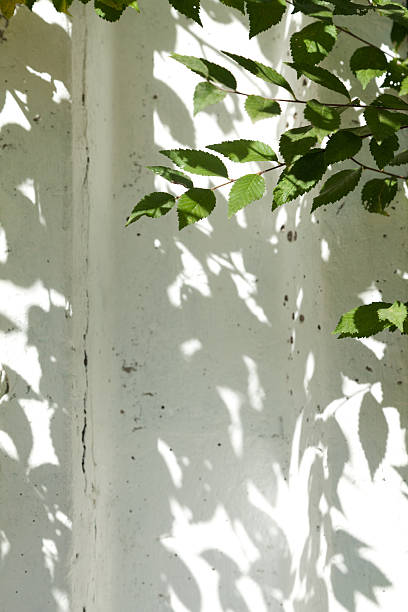 istock Green leaves against a white wall, shadows and light 579739974