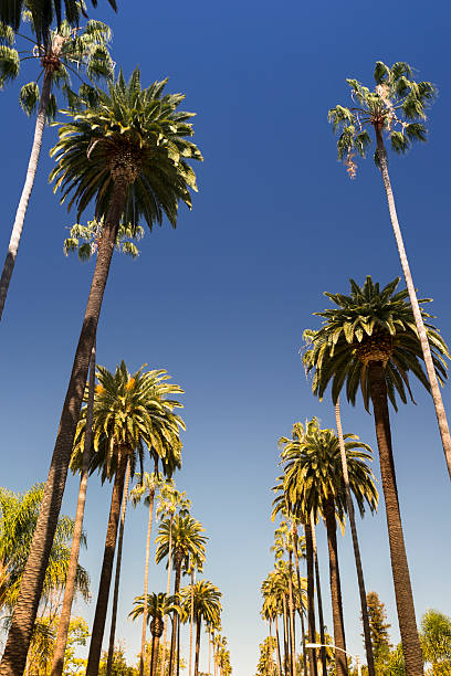 palmeiras em hollywood - beverly hills california rodeo drive city of los angeles hollywood california - fotografias e filmes do acervo