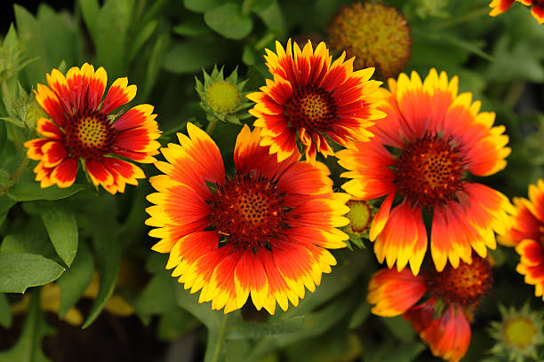 gaillardia pulchella foug, fiore coperta - gaillardia pulchella foto e immagini stock