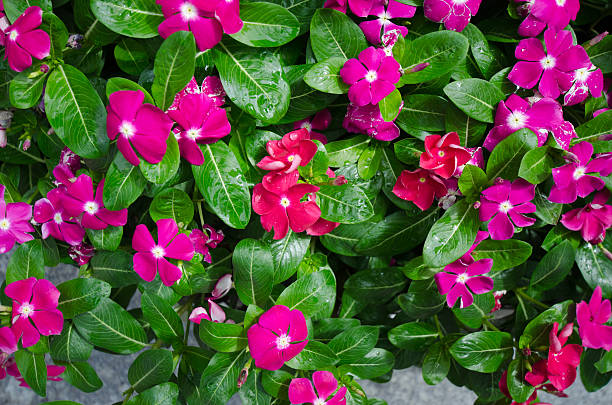 istock foliage vinca flowers 579741214