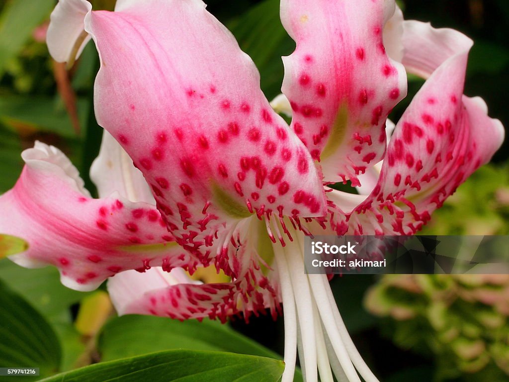 Lilium speciosum Thunb. petal Protrusions can be seen in the petals of the canopy. It is a mysterious form of nature. Close-up Stock Photo