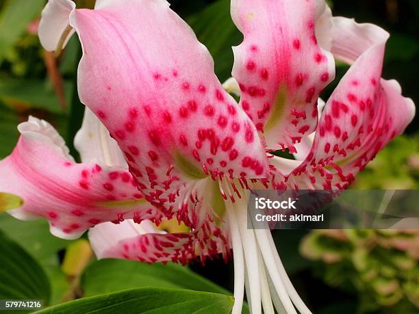 Lilium Speciosum Thunb Petal Stock Photo - Download Image Now - Close-up, Flower, Four Seasons
