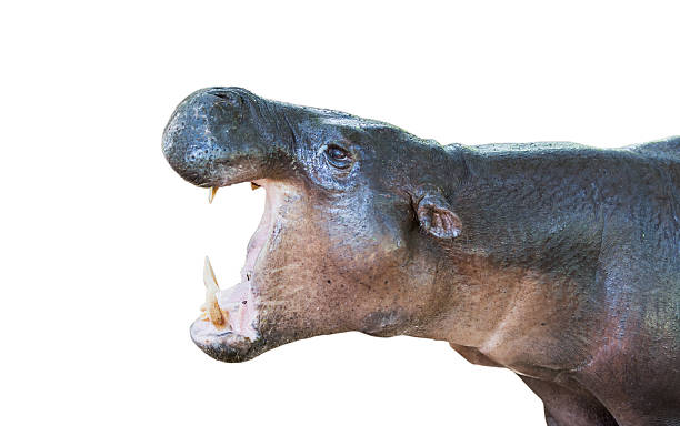istock young hippopotamus open mouth. 579741250