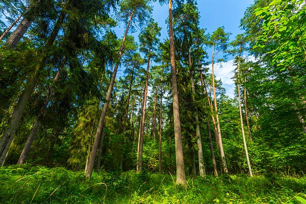 istock Green european wild forest in summer. 579742108