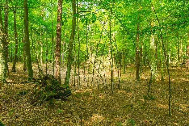 istock Green european wild forest in summer. 579742550