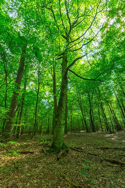 istock Green european wild forest in summer. 579742792