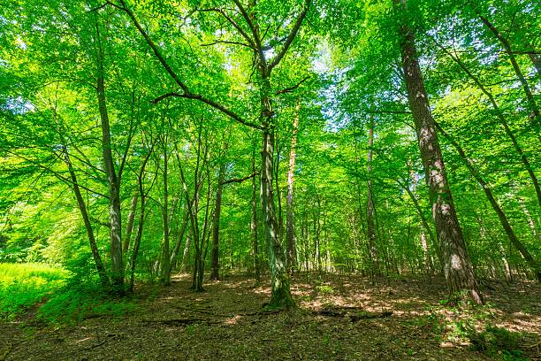 istock Green european wild forest in summer. 579742832