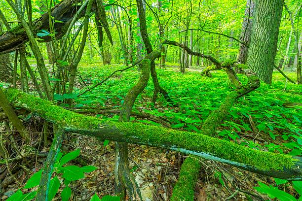 istock Green european wild forest in summer. 579742972