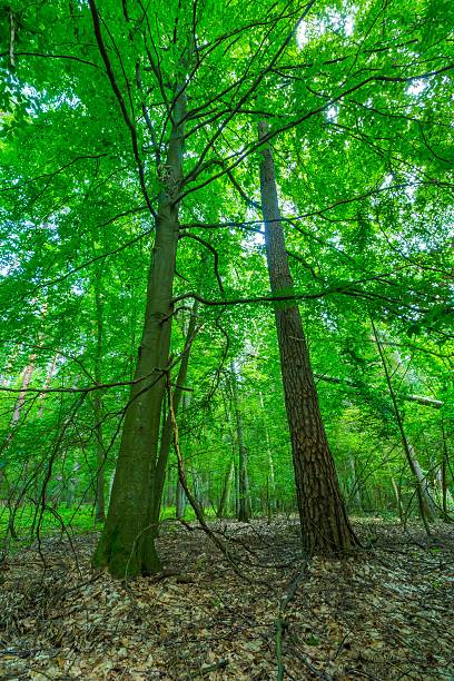 istock Green european wild forest in summer. 579743134