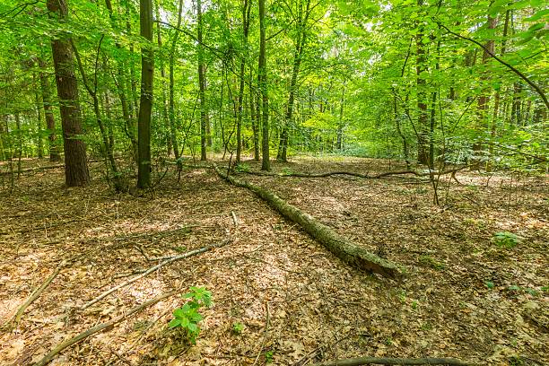 istock Green european wild forest in summer. 579743512