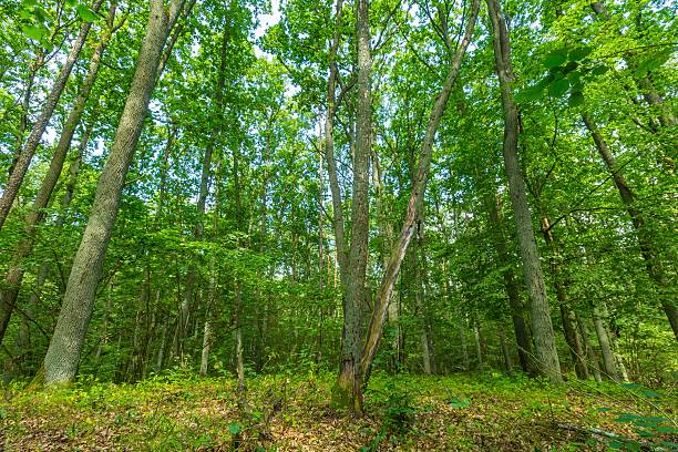 istock Green european wild forest in summer. 579743754