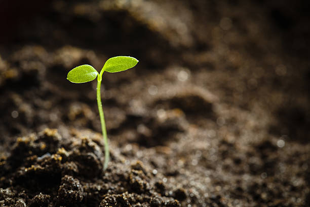 istock Growing Green Sprout From Soil. Spring Agricultural Season 579744226