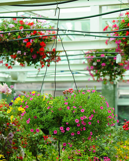 istock Petunia Flowers In Hanging Flower Pot 579744522
