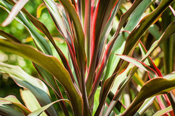 istock Cordyline leaves background 579744614