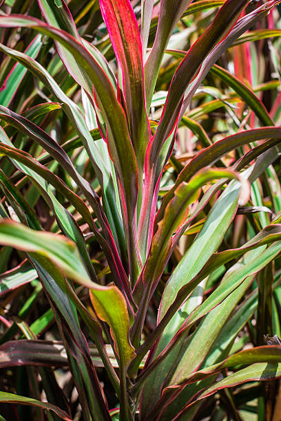 istock Cordyline leaves background 579744692
