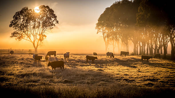 bétail le matin - australian landscape photos et images de collection