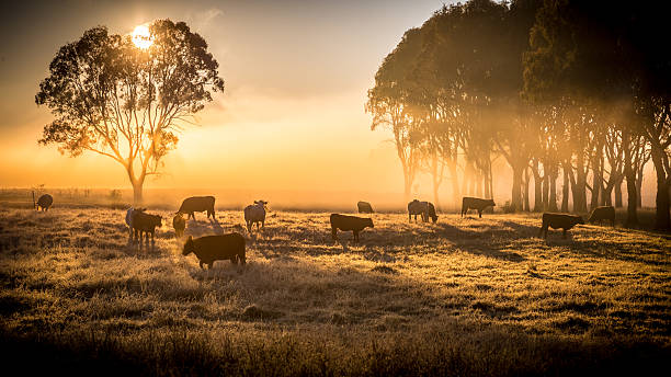 cattle in the morning a herd of cattle in pasture, standing in early morning fog grazing stock pictures, royalty-free photos & images