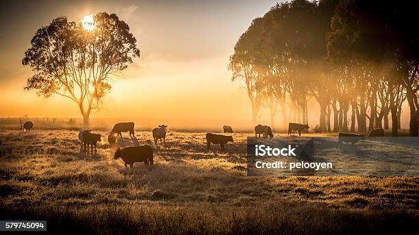 Cattle In The Morning Stock Photo - Download Image Now - Domestic Cattle, Farm, Australia