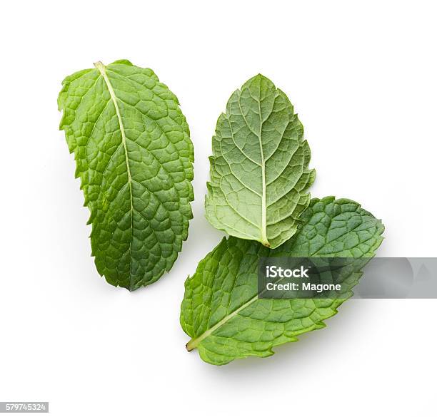 Fresco Verde Foglie Di Menta - Fotografie stock e altre immagini di Menta - Erba aromatica - Menta - Erba aromatica, Sfondo bianco, Veduta in pianta