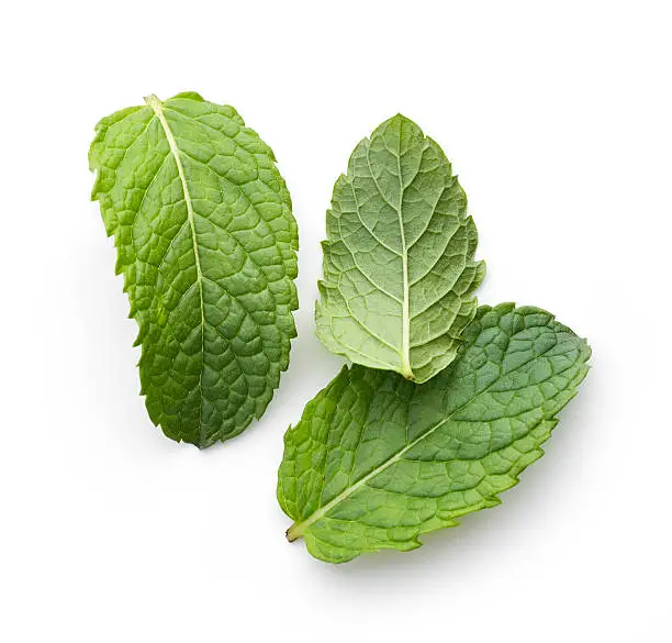 Photo of fresh green mint leaves