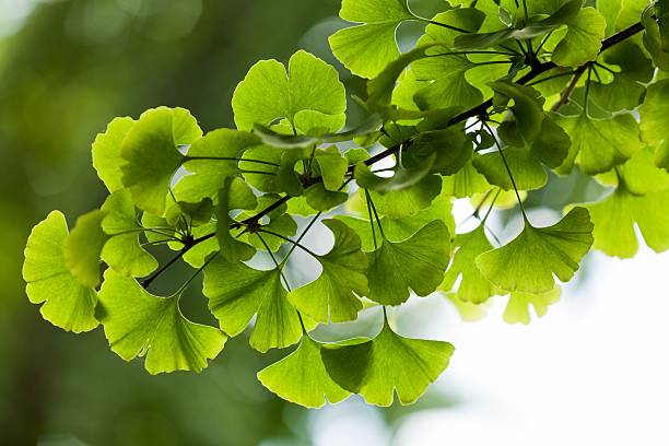 nahaufnahme am ginkgo biloba baum - gingko stock-fotos und bilder