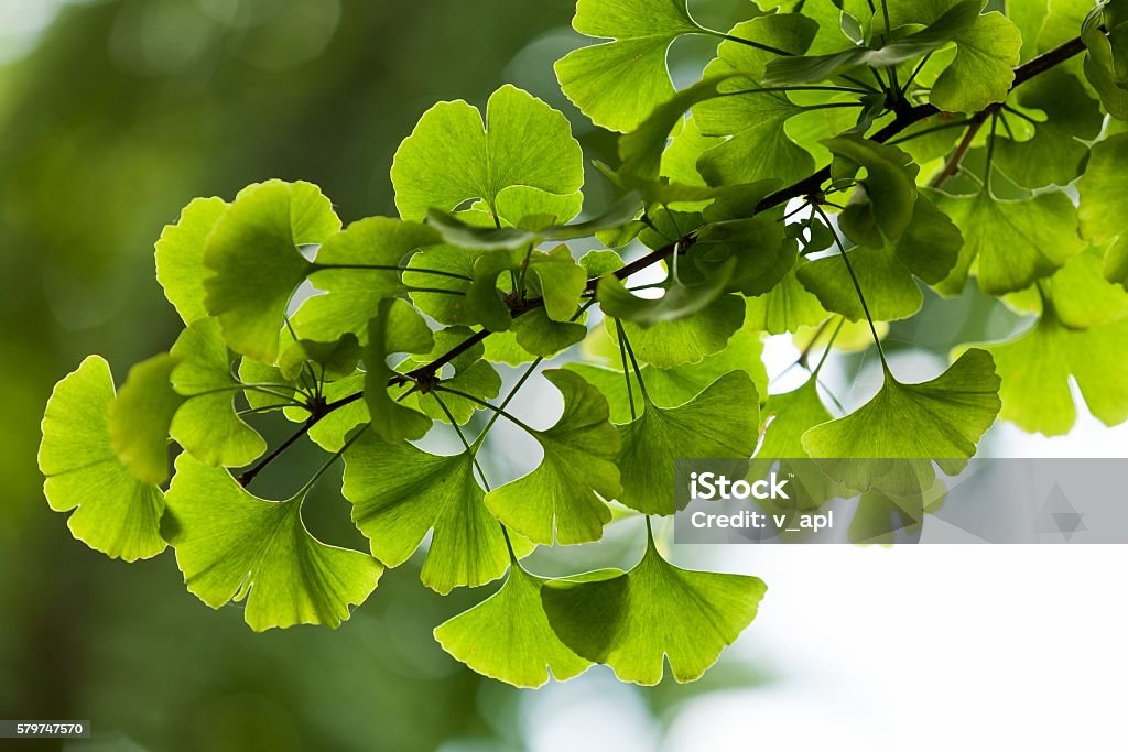 Close-up on Ginkgo Biloba tree Ginkgo biloba green leaves on a tree in Yonghe Lamasery, Beijing, China. Ginkgo Stock Photo