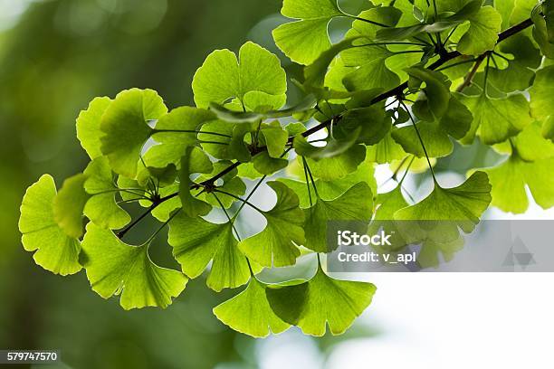 Closeup On Ginkgo Biloba Tree Stock Photo - Download Image Now - Ginkgo, Ginkgo Tree, Leaf
