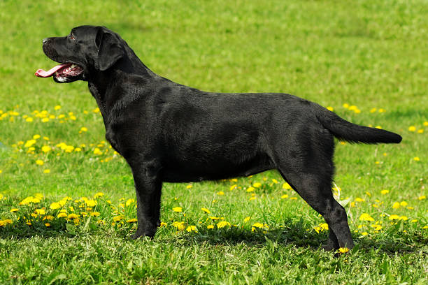 istock Labrador Retriever standing in the show position 579747748