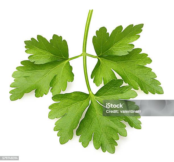 Parsley Herb Isolated Stock Photo - Download Image Now - Cilantro, Parsley, Bright