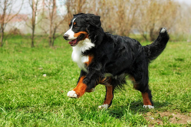 istock happy Beautiful Bernese mountain dog runs are fun 579748336
