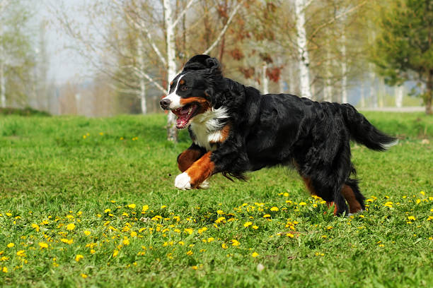 istock happy Beautiful Bernese mountain dog runs are fun 579748374