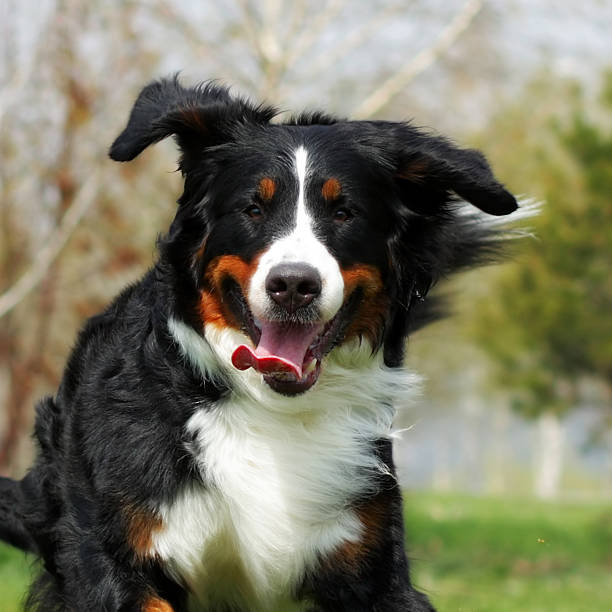 istock happy Beautiful Bernese mountain dog runs are fun 579748526
