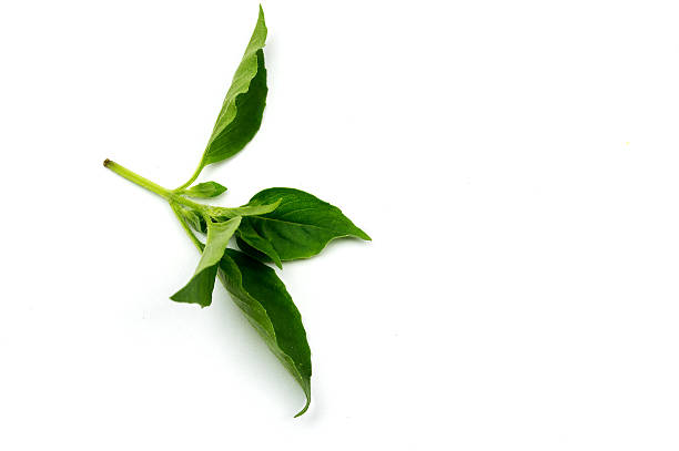istock Hairy Basil isolated on white background. (leaf Hairy Basil isol 579748658