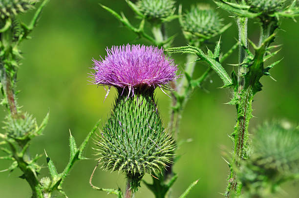 istock Arctium lappa. Burdock, burdock, burr. 579749374