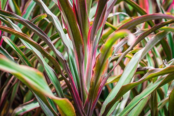 istock Cordyline leaves background 579749594
