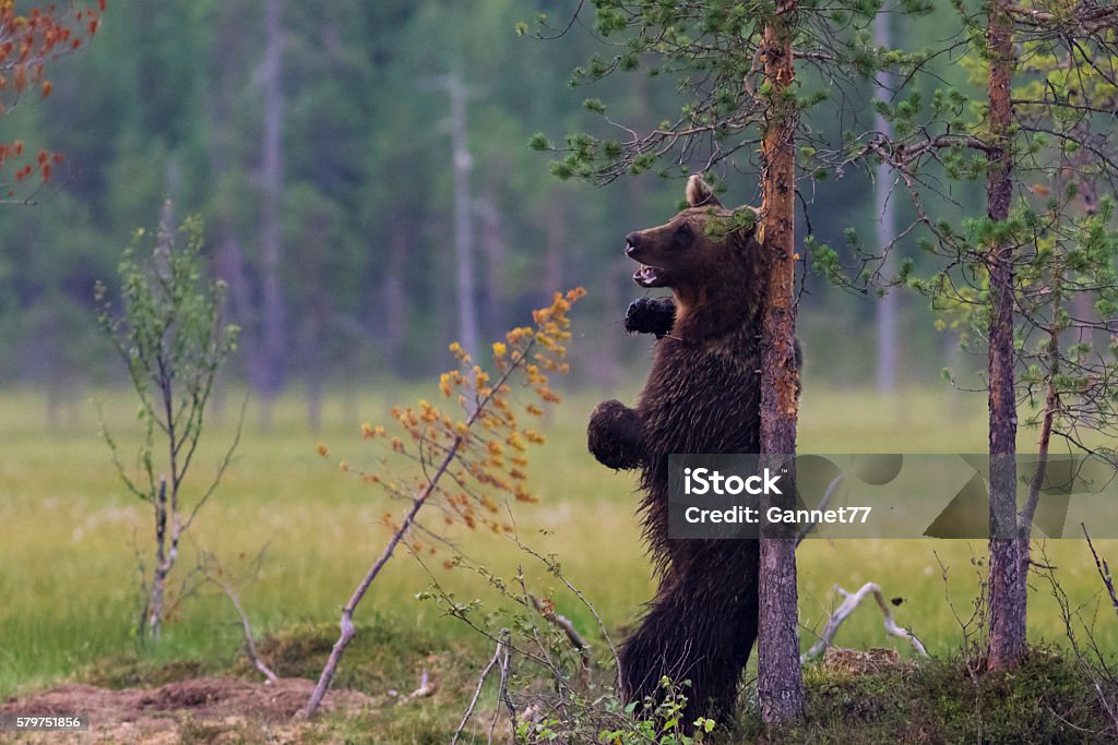 European Brown Bear (Ursus arctos) scratching its back, Finland A European Brown Bear ( Bear Stock Photo